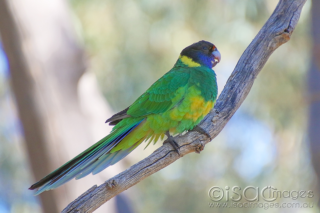 Click image for larger version  Name:	6981-Twenty_Eight_Parrot.jpg Views:	3 Size:	493.3 KB ID:	471636