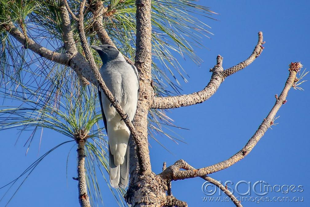 Click image for larger version  Name:	7084-Black_Faced_Cuckoo_Shrike.jpg Views:	4 Size:	143.9 KB ID:	471638