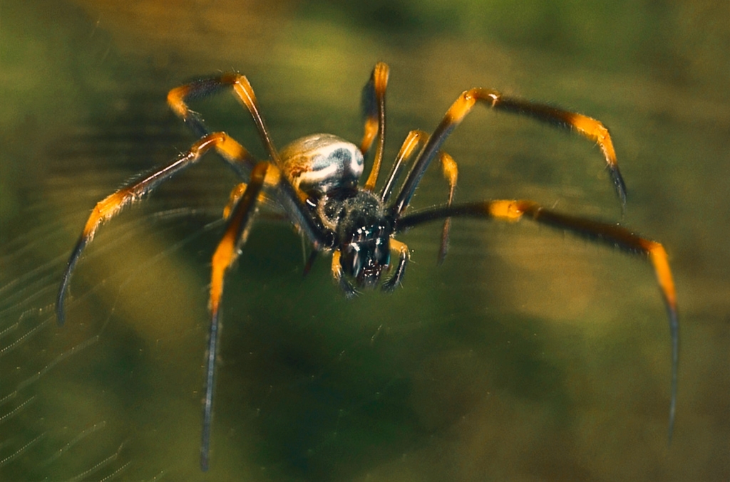 Another Spider. - Australian Photoholics Forum