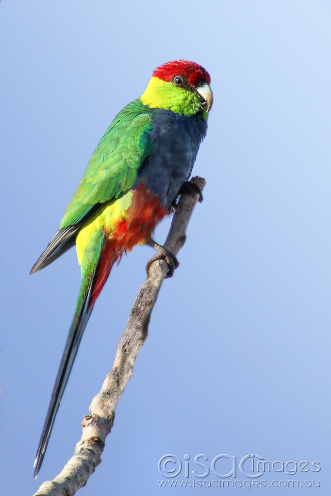 Click image for larger version

Name:	6903-Red_Capped_Parrot.jpg
Views:	75
Size:	323.6 KB
ID:	471732