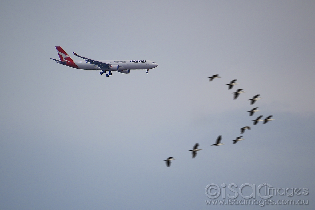 Click image for larger version

Name:	7536-Qantas_Cormorants.jpg
Views:	43
Size:	315.9 KB
ID:	472221