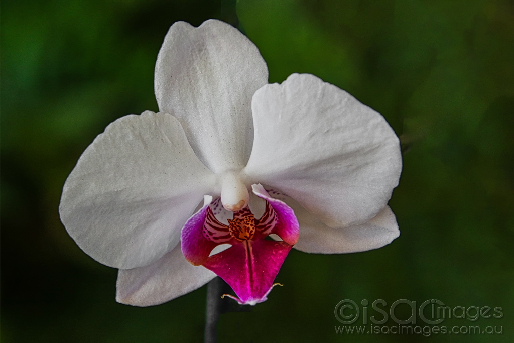 Click image for larger version

Name:	7641-Phalaenopsis_Orchid.jpg
Views:	29
Size:	348.7 KB
ID:	472224