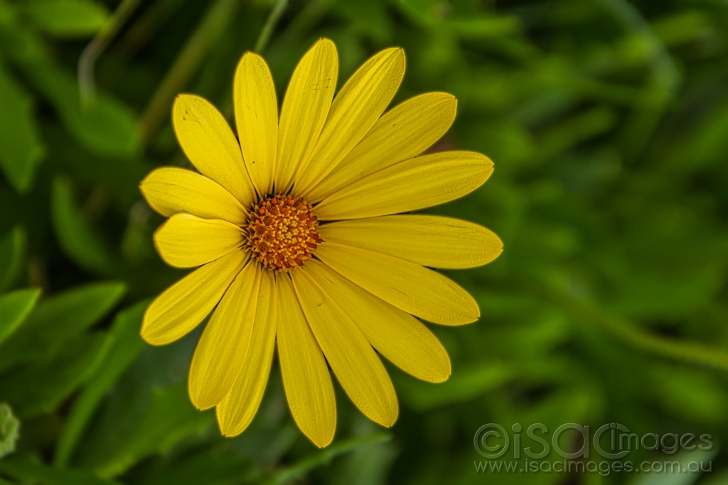 Click image for larger version

Name:	7484-Yellow_Daisy.jpg
Views:	24
Size:	336.5 KB
ID:	472225