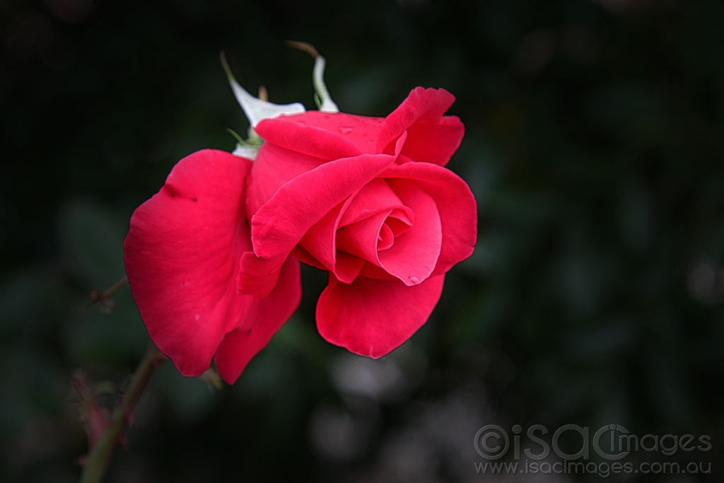 Click image for larger version

Name:	7544-Red_Rose.jpg
Views:	26
Size:	275.4 KB
ID:	472226