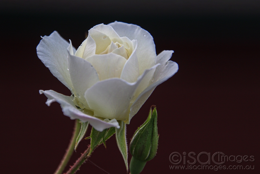 Click image for larger version

Name:	7542-White_Rose.jpg
Views:	25
Size:	331.4 KB
ID:	472227