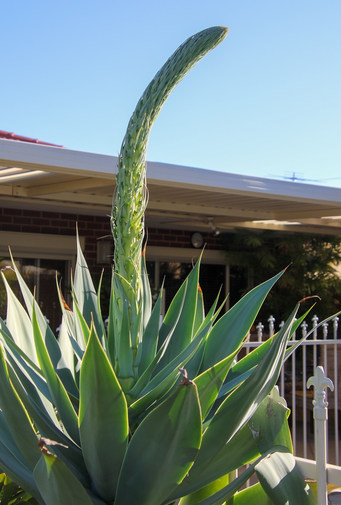 Click image for larger version

Name:	7617-Foxtail_Agave_attenuata,.jpg
Views:	50
Size:	443.4 KB
ID:	472234