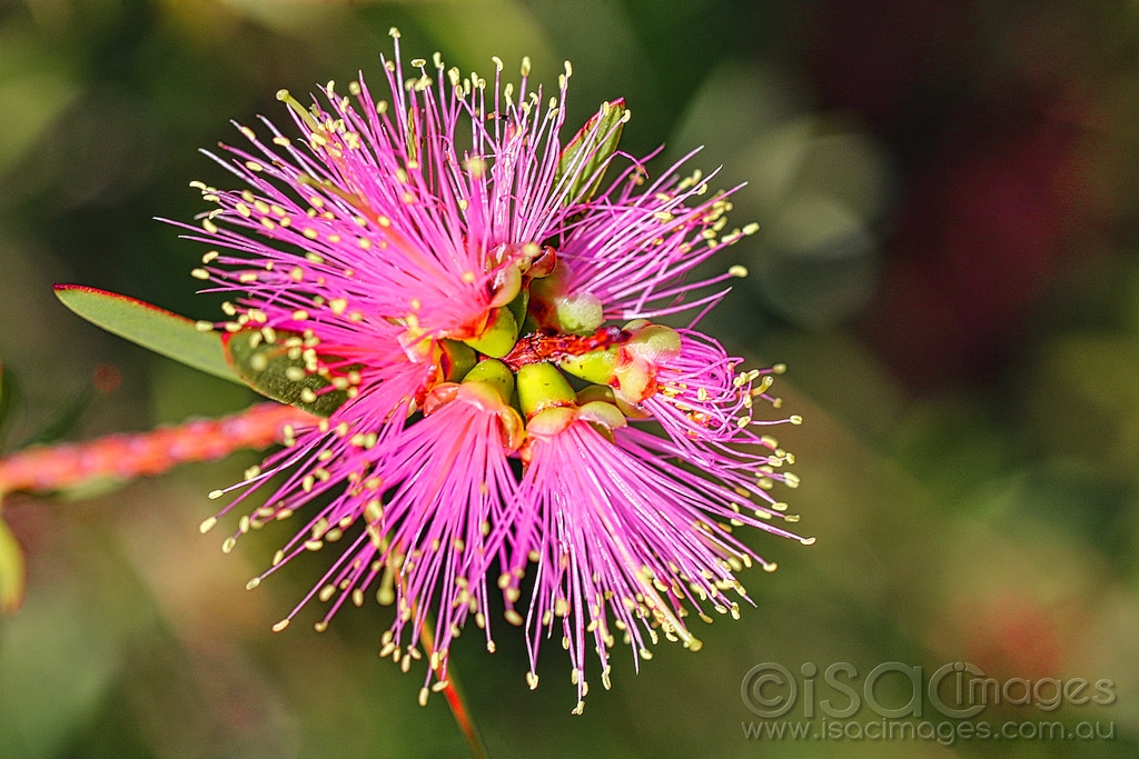 Click image for larger version  Name:	7836-Pink_Bottlebrush.jpg Views:	4 Size:	500.1 KB ID:	472391