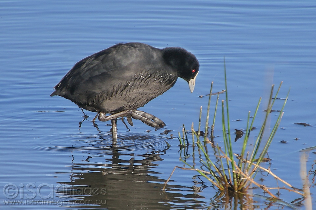 Click image for larger version

Name:	102-Eurasian_Coot.jpg
Views:	62
Size:	429.3 KB
ID:	472400