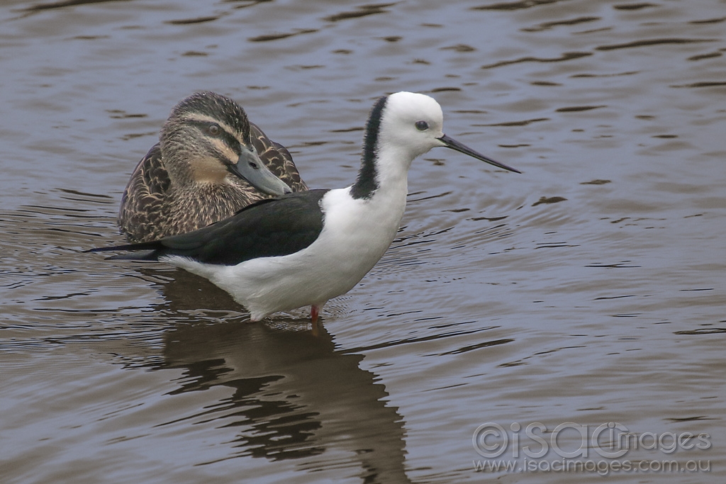 Click image for larger version

Name:	285-Pacific_Black_Stilt.jpg
Views:	45
Size:	416.8 KB
ID:	472401