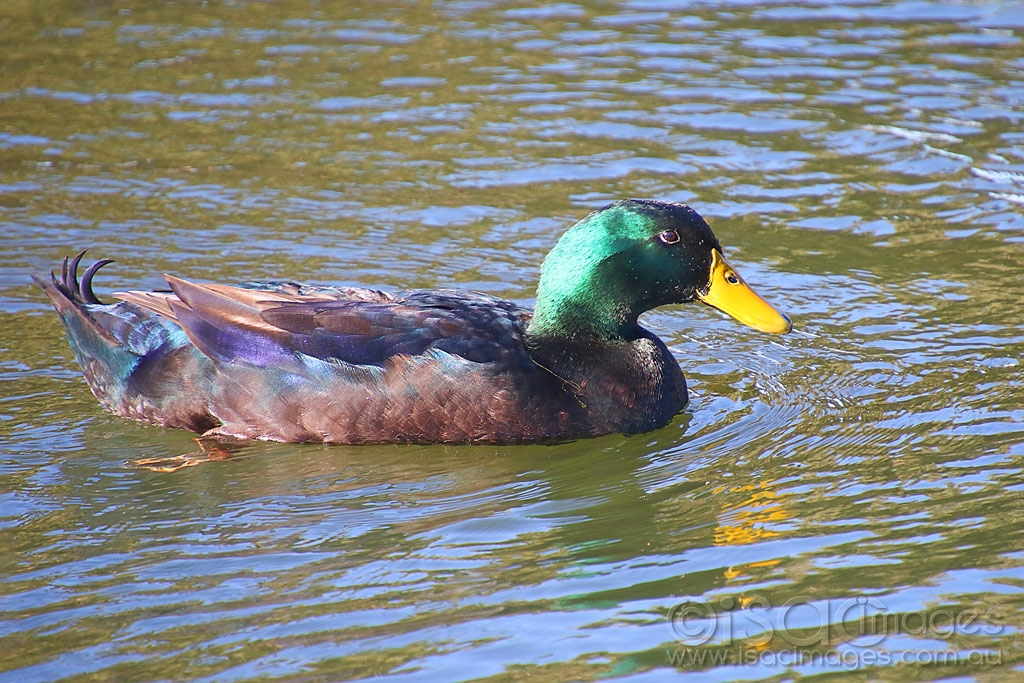 Click image for larger version

Name:	7878-Mallard_Hybrid.jpg
Views:	36
Size:	577.9 KB
ID:	472523