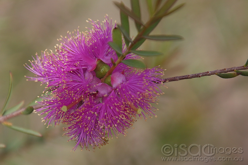 Click image for larger version

Name:	7968-Pink_Bottlebrush-copy.jpg
Views:	38
Size:	442.5 KB
ID:	472572