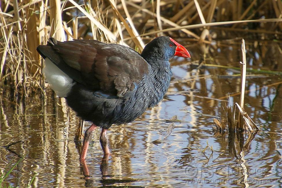 Click image for larger version

Name:	7980-Purple_Swamphen.jpg
Views:	32
Size:	148.8 KB
ID:	472584