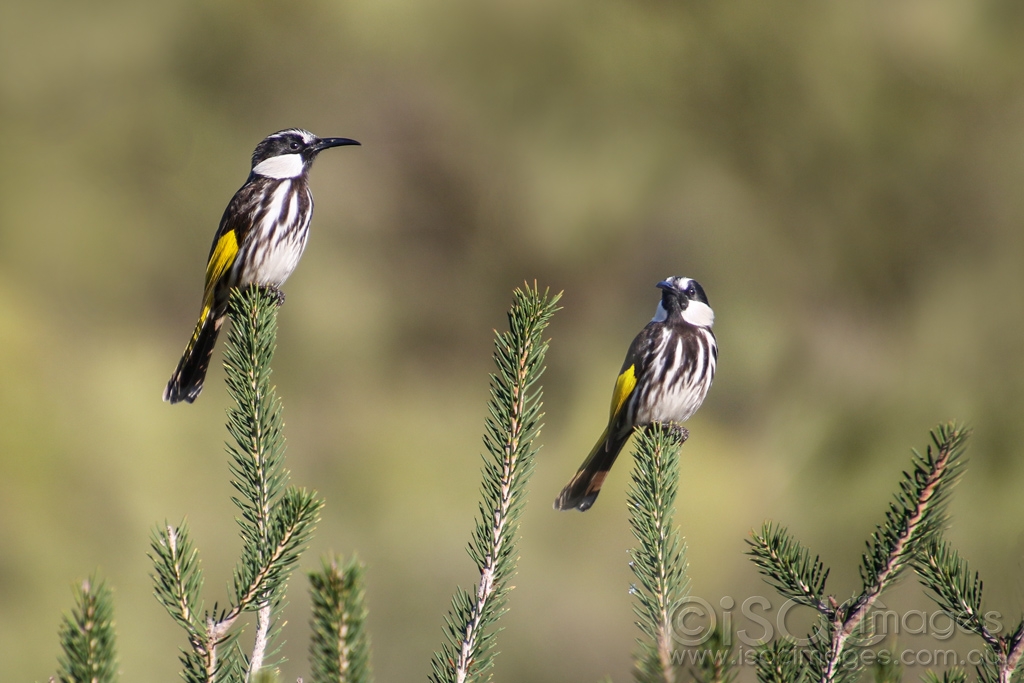 Click image for larger version

Name:	8092-White_Cheeked_Honeyeaters.jpg
Views:	41
Size:	371.3 KB
ID:	472698