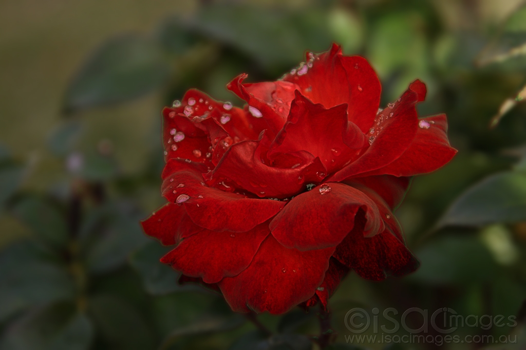 Click image for larger version

Name:	8121-Wet_Red_Rose.jpg
Views:	31
Size:	292.0 KB
ID:	472701