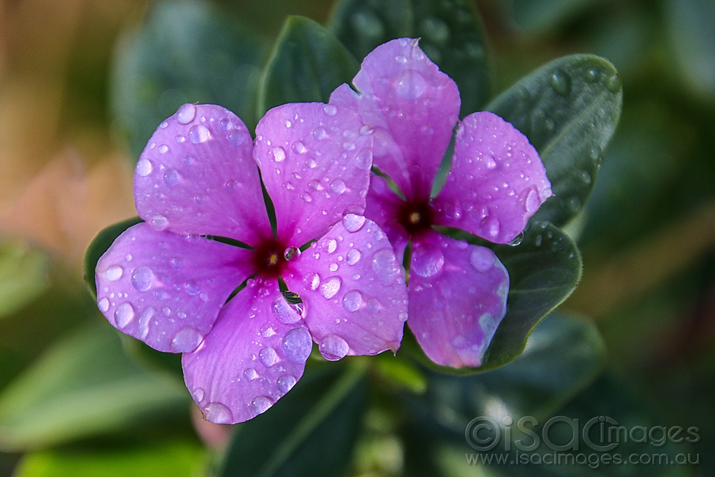 Click image for larger version

Name:	8106-Pink_Flowers_Wet.jpg
Views:	33
Size:	432.6 KB
ID:	472702