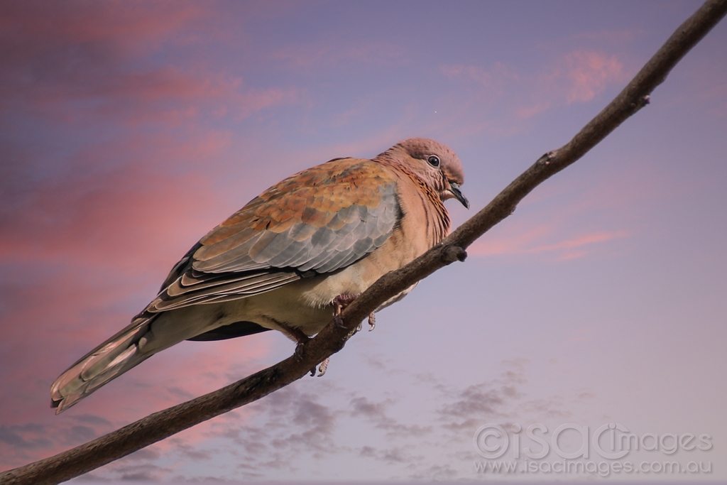 Click image for larger version

Name:	8115-Laughing_Turtle_Dove-Sunset.jpg
Views:	41
Size:	316.7 KB
ID:	472743