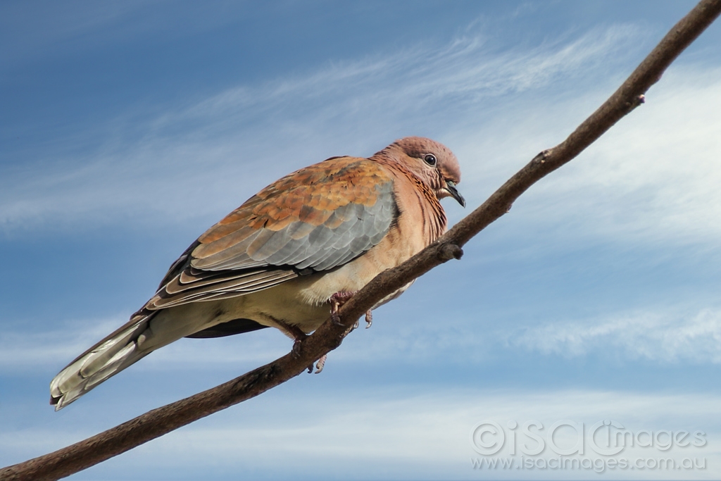 Click image for larger version

Name:	8115-Laughing_Turtle_Dove-Blue_Sky.jpg
Views:	40
Size:	325.6 KB
ID:	472744