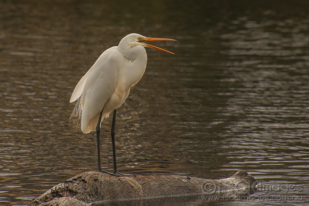 Click image for larger version  Name:	8247-Great_White_Egret.jpg Views:	0 Size:	406.2 KB ID:	472749