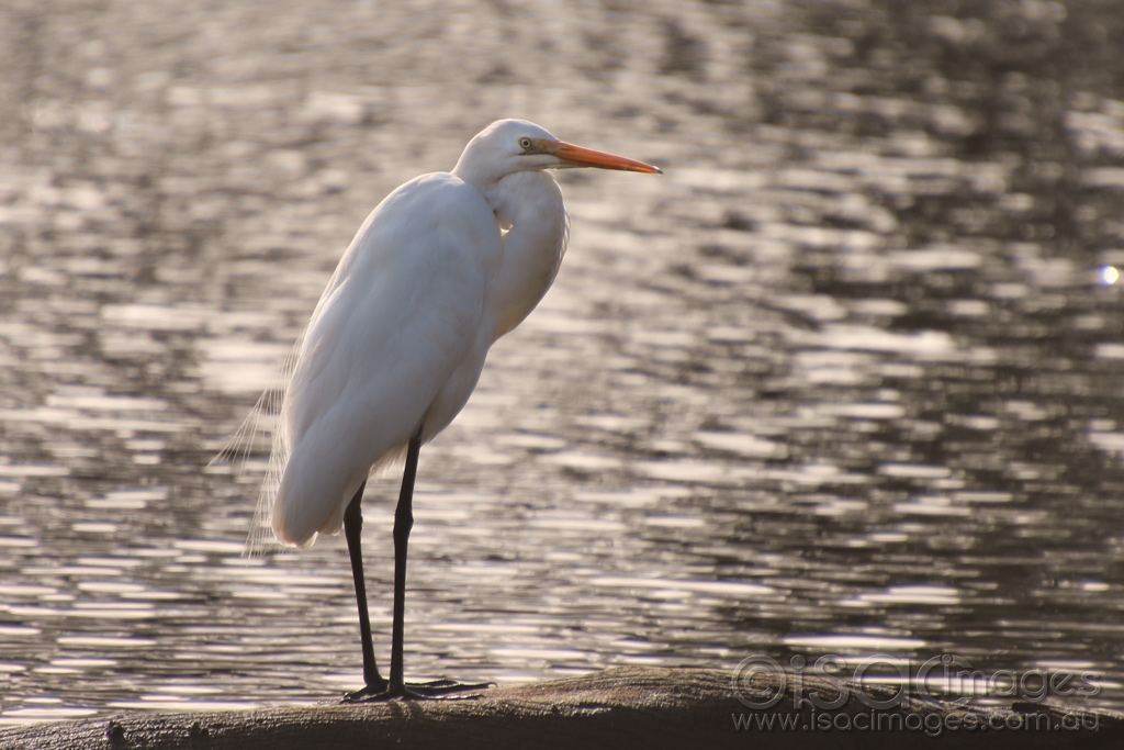 Click image for larger version  Name:	8188-Great_White_Egret.jpg Views:	0 Size:	397.4 KB ID:	472750