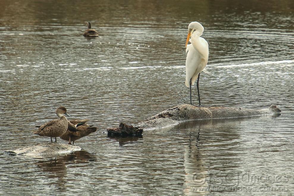 Click image for larger version  Name:	8273-Great_White_Egret.jpg Views:	0 Size:	150.1 KB ID:	472751