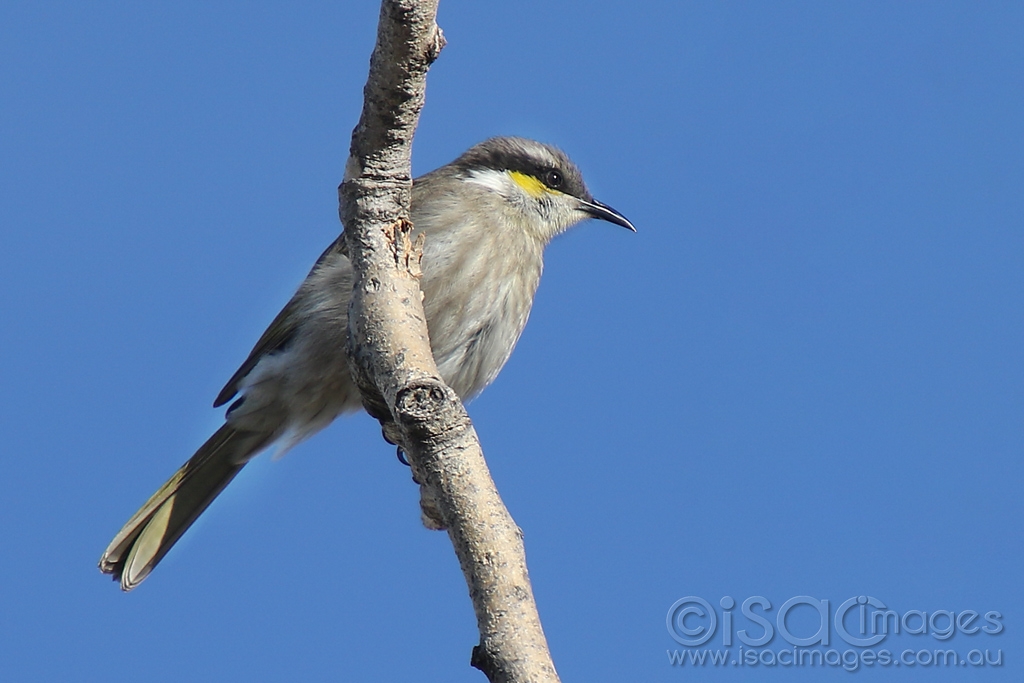 Click image for larger version

Name:	8343-Singing_Honeyeater.jpg
Views:	57
Size:	339.1 KB
ID:	472806