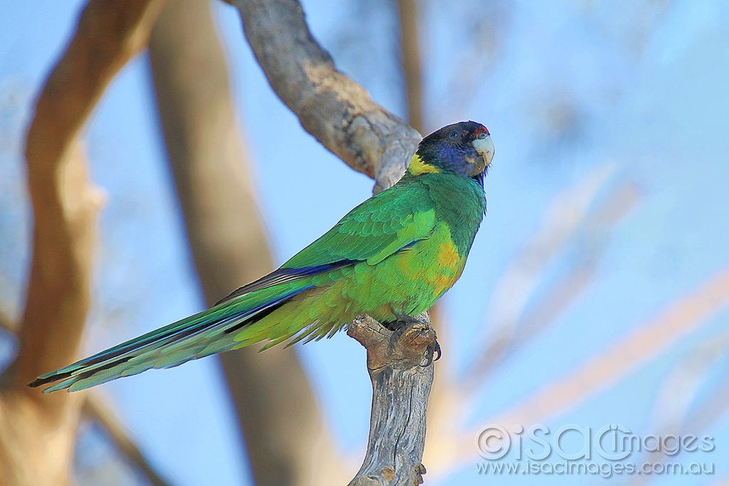 Click image for larger version

Name:	8325-Twenty_Eight_Parrot.jpg
Views:	53
Size:	375.0 KB
ID:	472807