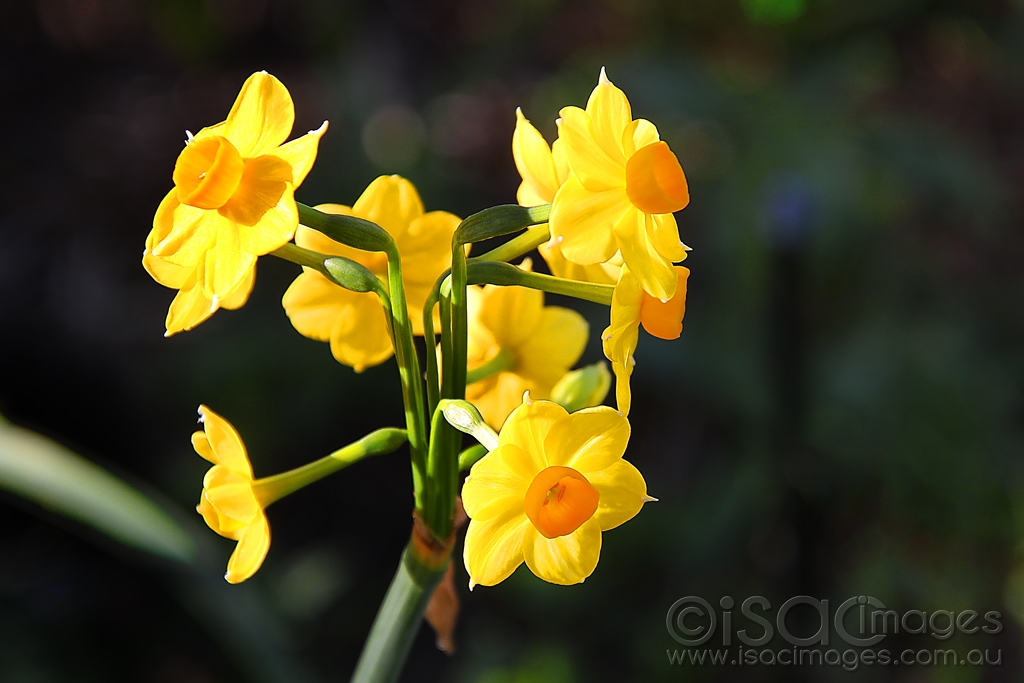 Click image for larger version

Name:	8386-Yellow_Orange_Flowers.jpg
Views:	42
Size:	339.2 KB
ID:	472809