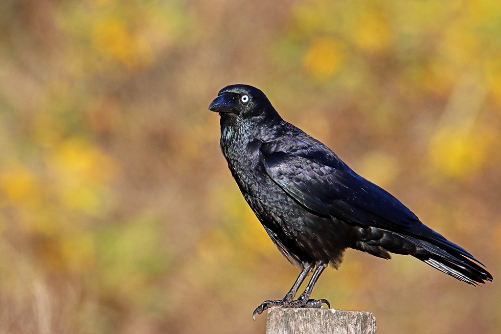 Click image for larger version

Name:	Torresian Crow.jpg
Views:	64
Size:	391.9 KB
ID:	472850