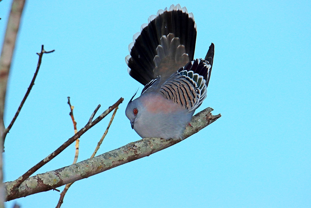 Click image for larger version

Name:	Crested Pigeon 1.jpg
Views:	48
Size:	398.3 KB
ID:	472852