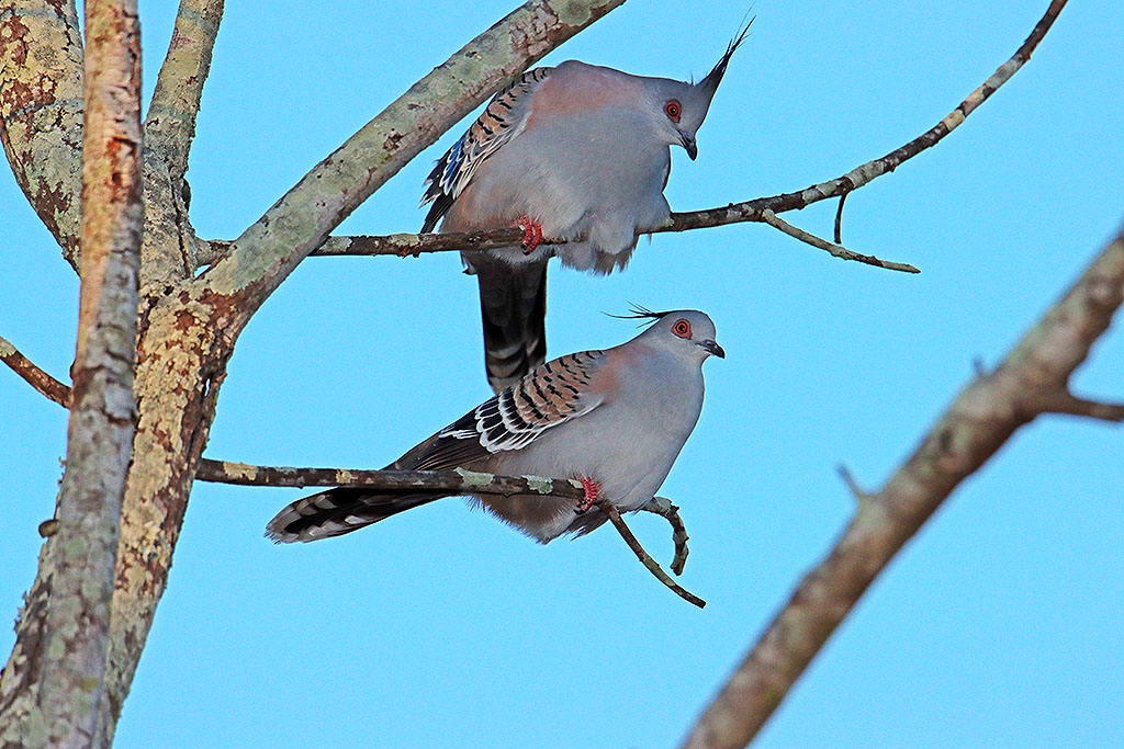 Click image for larger version

Name:	Crested Pigeon 2.jpg
Views:	37
Size:	514.4 KB
ID:	472853