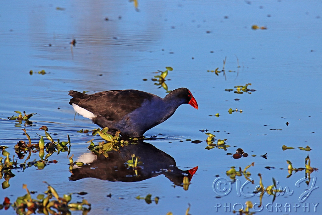 Click image for larger version

Name:	Purple Swamp Hen.jpg
Views:	111
Size:	433.0 KB
ID:	472884