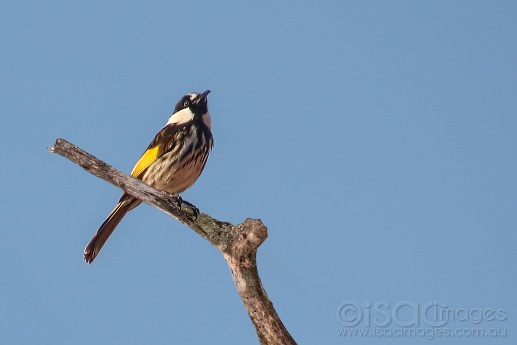 Click image for larger version

Name:	8725-White_Cheeked_Honeyeater.jpg
Views:	44
Size:	309.9 KB
ID:	472919