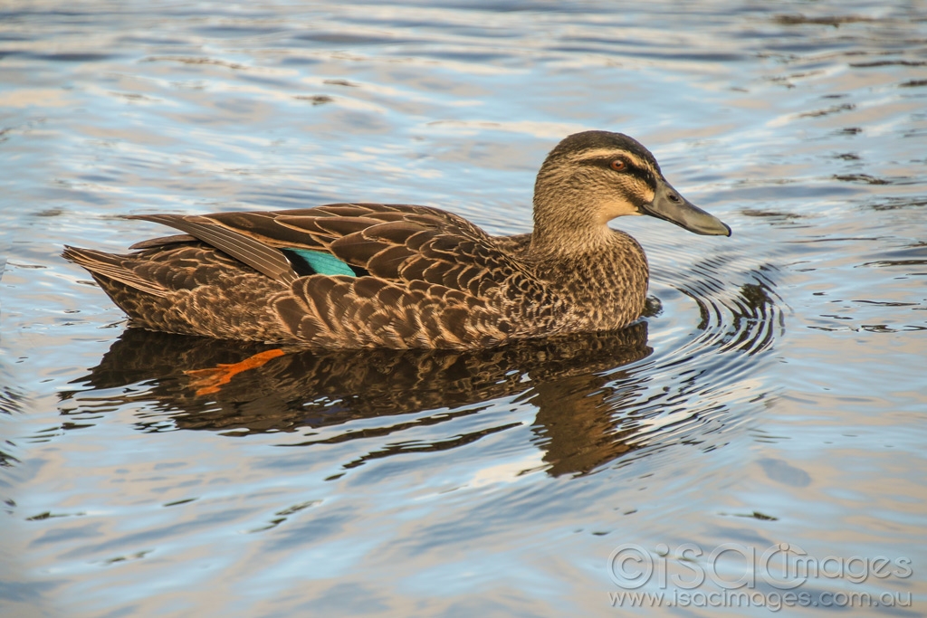 Click image for larger version

Name:	8844-Pacific_Black_Duck.jpg
Views:	48
Size:	456.5 KB
ID:	472996