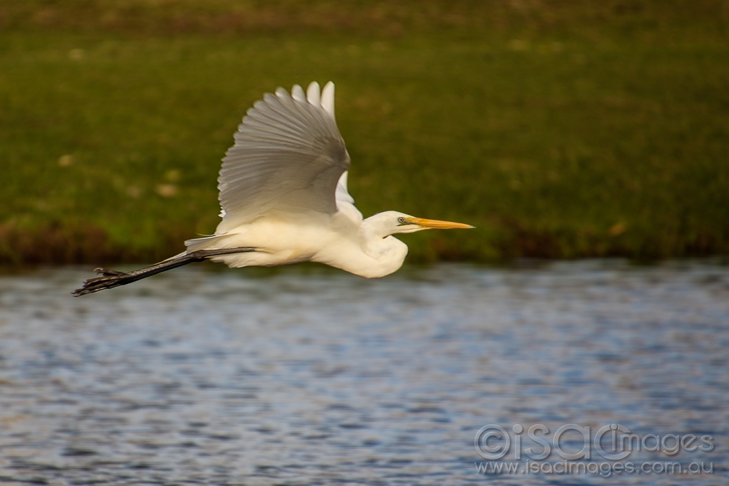 Click image for larger version

Name:	8828-Great_Egret_BIF.jpg
Views:	44
Size:	333.5 KB
ID:	472998