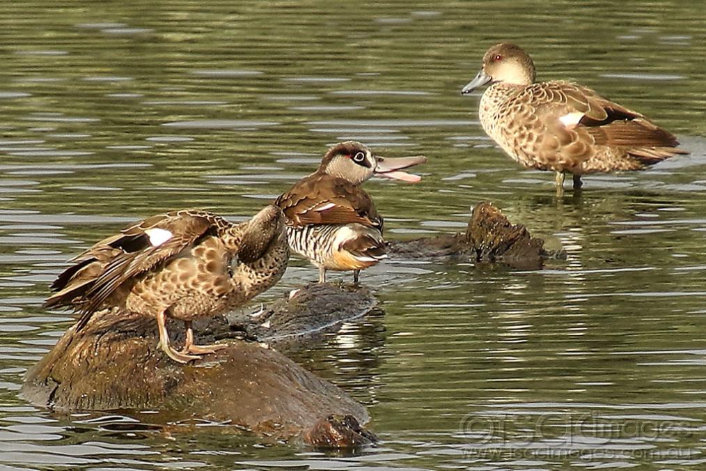 Click image for larger version

Name:	8864-Pink_Eared_Duck.jpg
Views:	46
Size:	148.9 KB
ID:	472999