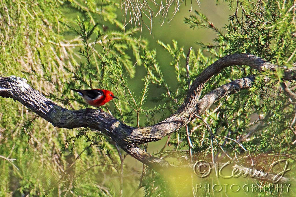 Click image for larger version

Name:	Scarlet Honeyeater.jpg
Views:	54
Size:	575.7 KB
ID:	473011