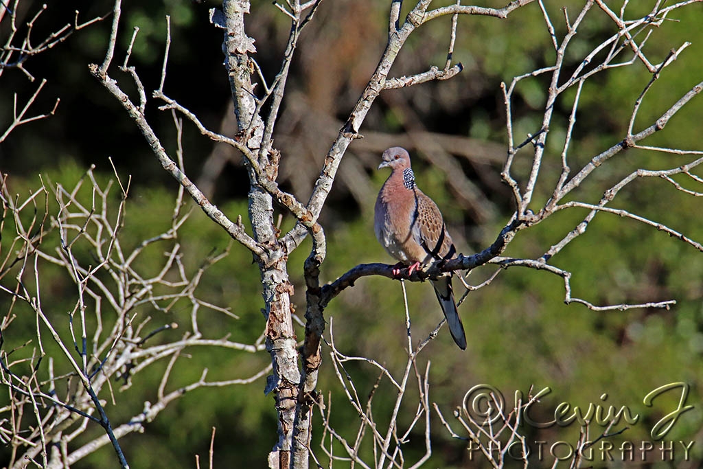 Click image for larger version

Name:	Spotted Dove.jpg
Views:	84
Size:	492.9 KB
ID:	473013