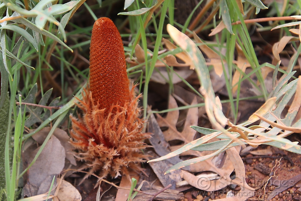 Click image for larger version

Name:	8967-Banksia_Blechnifolia.jpg
Views:	51
Size:	523.8 KB
ID:	473050