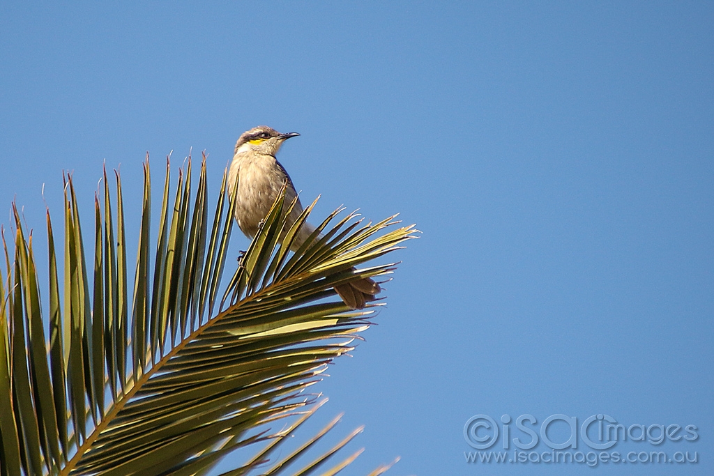 Click image for larger version

Name:	9076-Singing_Honeyeater.jpg
Views:	32
Size:	468.8 KB
ID:	473106