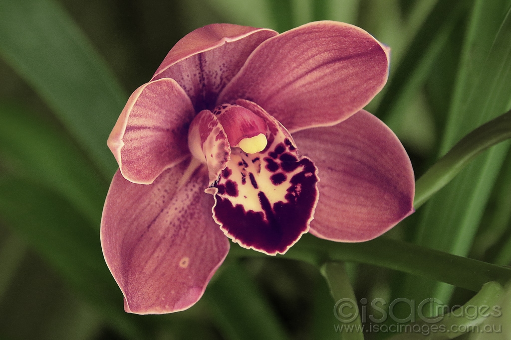 Click image for larger version

Name:	9113-Cymbidium_Orchid.jpg
Views:	29
Size:	443.1 KB
ID:	473113