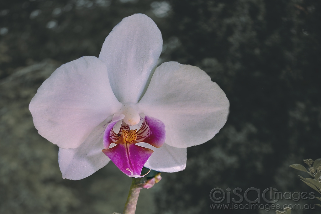 Click image for larger version

Name:	9115-Phalaenopsis_Orchid.jpg
Views:	27
Size:	300.9 KB
ID:	473114