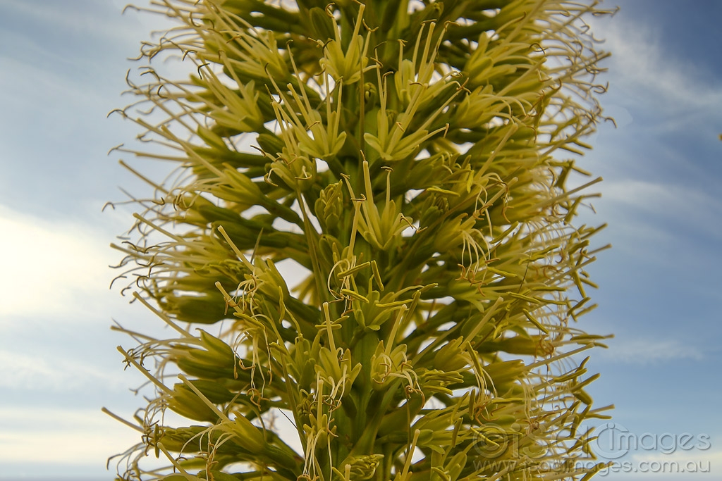 Click image for larger version

Name:	9116-Foxtail_Agave_attenuata.jpg
Views:	24
Size:	487.3 KB
ID:	473115