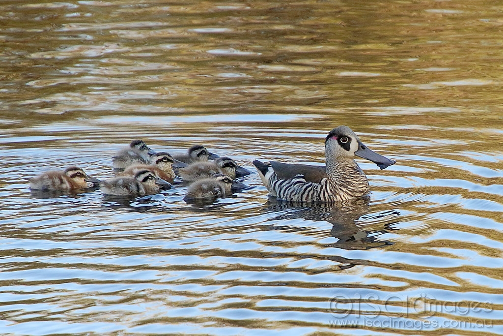 Click image for larger version

Name:	9458-Pink_Eared_Ducks_Family.jpg
Views:	23
Size:	582.1 KB
ID:	473234