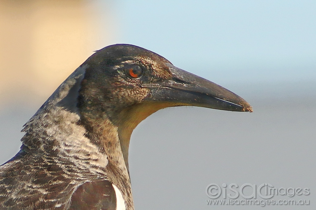 Click image for larger version

Name:	9425-Magpie_Portrait.jpg
Views:	37
Size:	375.3 KB
ID:	473241