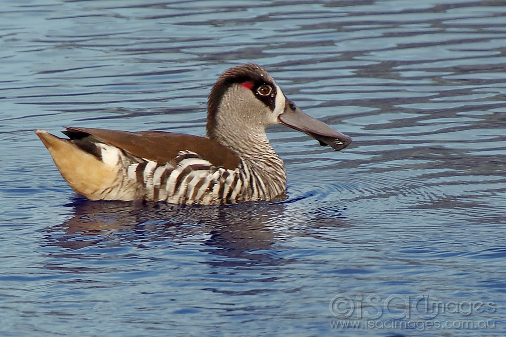 Click image for larger version

Name:	9473-Pink_eared_Duck.jpg
Views:	20
Size:	500.7 KB
ID:	473255