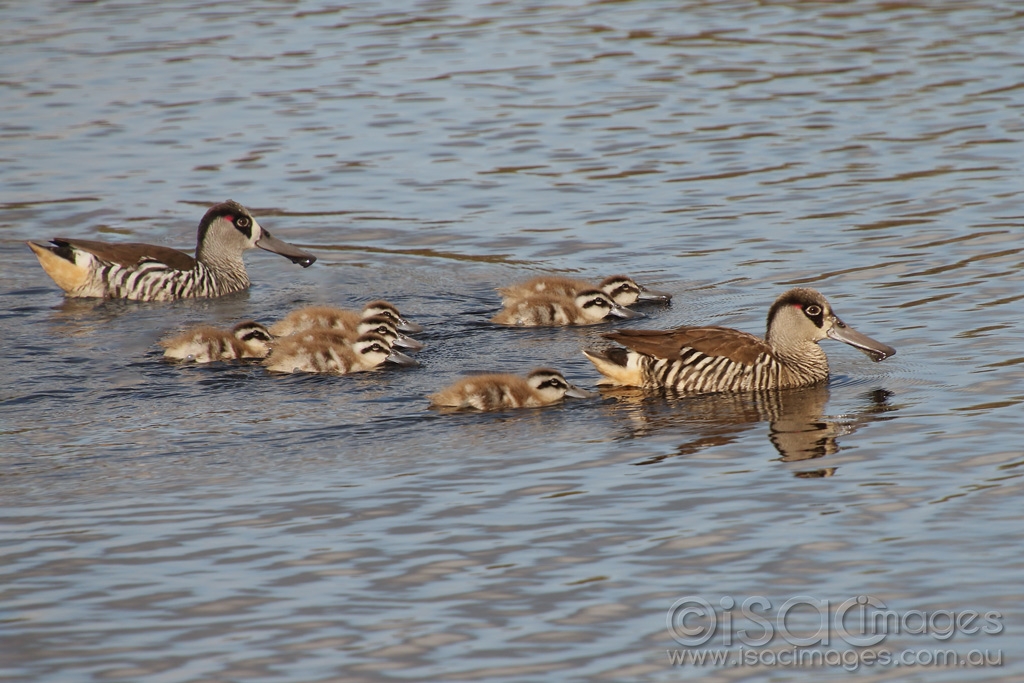 Click image for larger version

Name:	9470-Pink_eared_Ducks.jpg
Views:	19
Size:	446.3 KB
ID:	473256