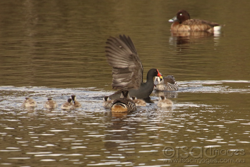 Click image for larger version

Name:	9478-Pink_eared_Ducks.jpg
Views:	22
Size:	437.8 KB
ID:	473257