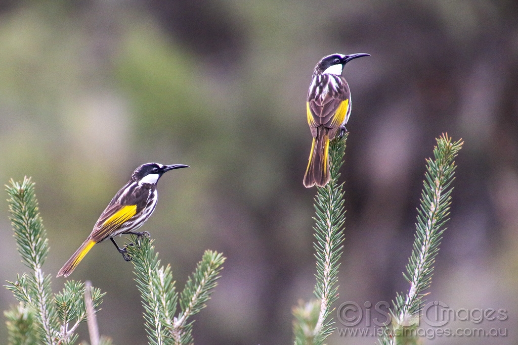 Click image for larger version

Name:	9705-White_Cheeked_Honeyeters.jpg
Views:	56
Size:	462.5 KB
ID:	473439