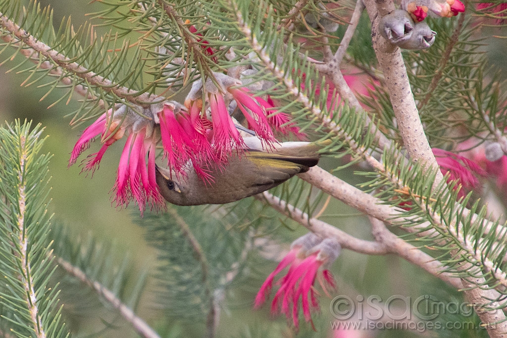 Click image for larger version

Name:	9867-Singing_Honeyeater.jpg
Views:	60
Size:	564.9 KB
ID:	473498