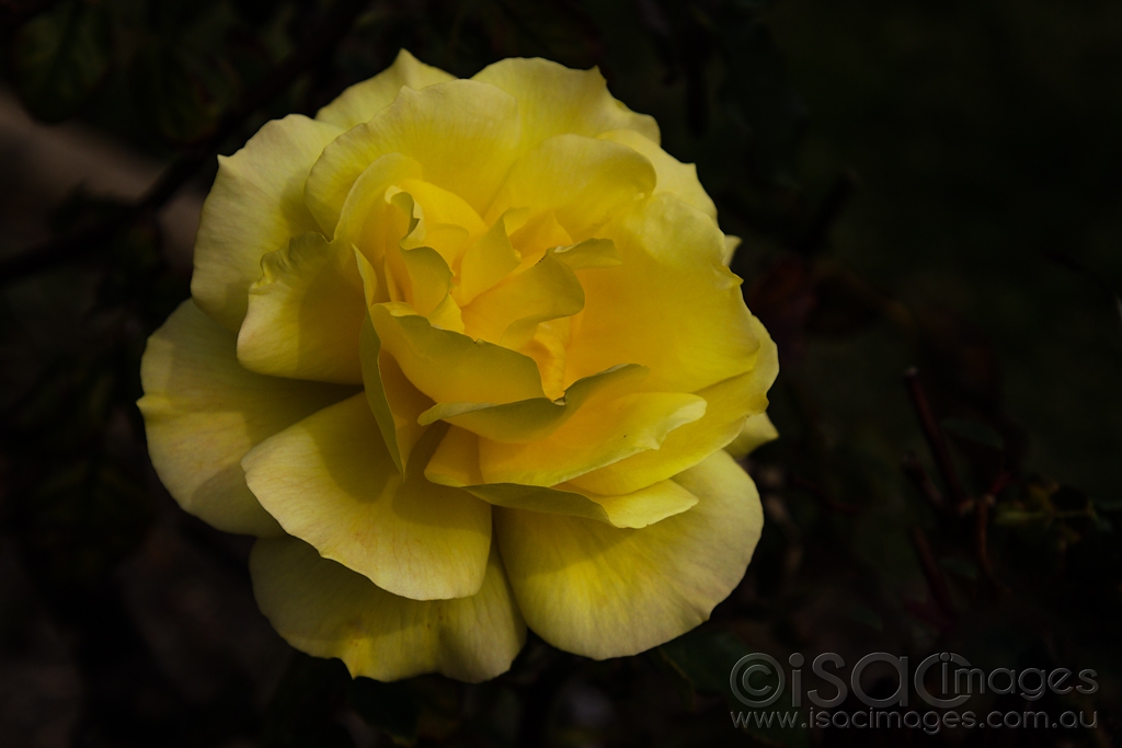 Click image for larger version

Name:	9886-Yellow_Rose_of_Texas.jpg
Views:	50
Size:	293.9 KB
ID:	473501